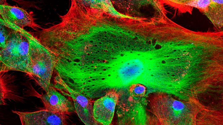 細胞は現在の量子コンピュータよりも高速に計算できる可能性がある
