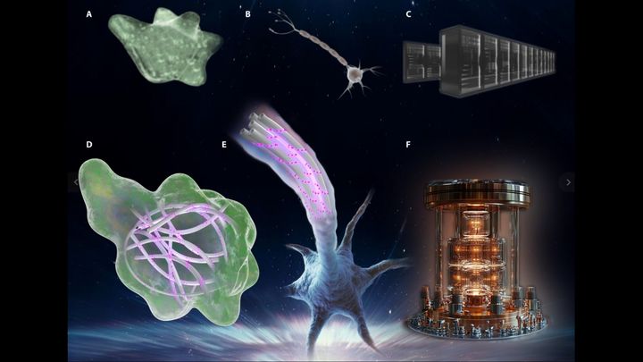 細胞の計算速度は量子コンピューターを超える