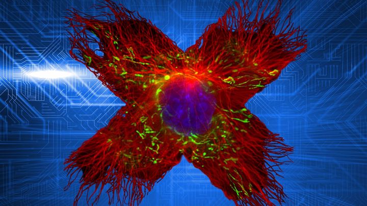 細胞は量子コンピュータよりも早く計算できる可能性がある