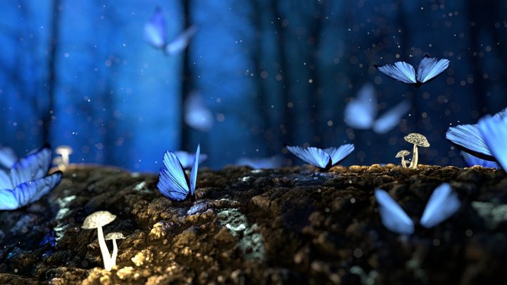 変幻自在な量子蝶、意外な相関で舞い続ける