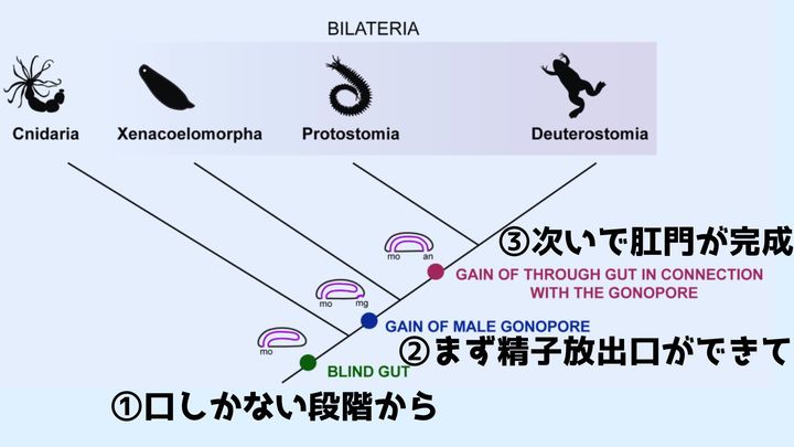 肛門は「精子を放出する穴」から進化した可能性がある