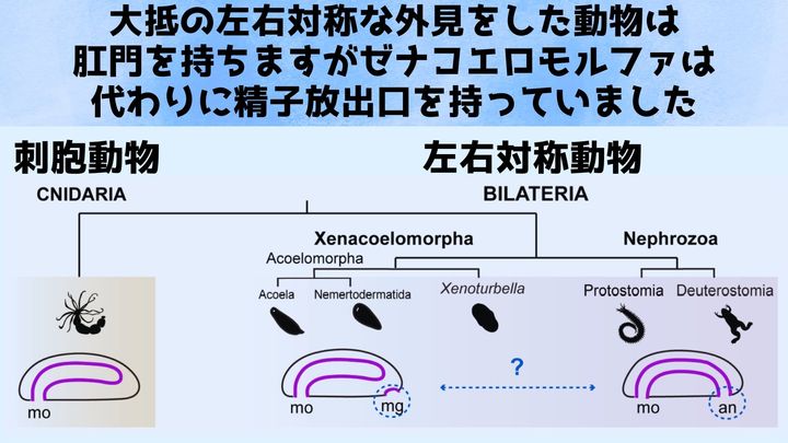 肛門は「精子を放出する穴」から進化した可能性がある