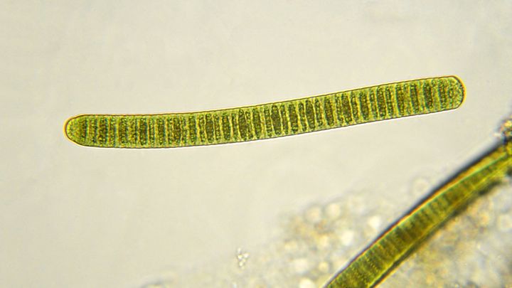 微細藻類の繁殖は地球温暖化に伴う二酸化炭素排出を相殺できる可能性がある