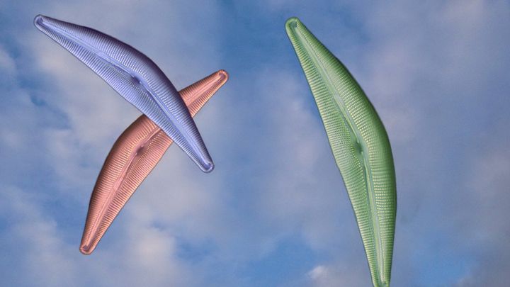 藻類の繁殖は地球温暖化に伴う二酸化炭素排出を相殺できる可能性がある