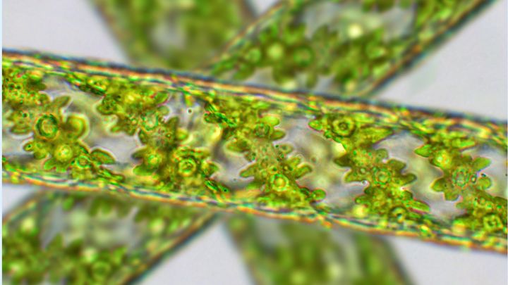 微細藻類の繁殖は地球温暖化に伴う二酸化炭素排出を相殺できる可能性がある