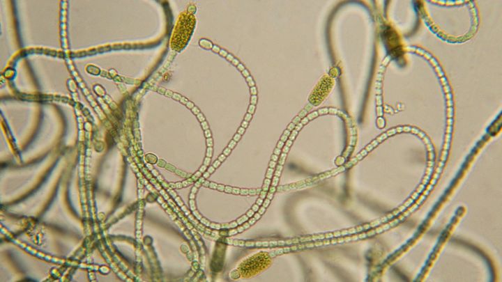 微細藻類の繁殖は地球温暖化に伴う二酸化炭素排出を相殺できる可能性がある