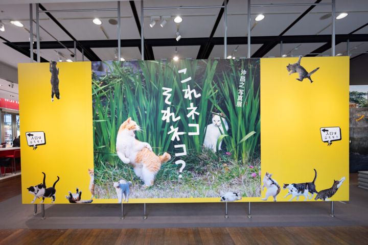 沖 昌之写真展「これネコ それネコ？」―にゃんだふるな日常―
