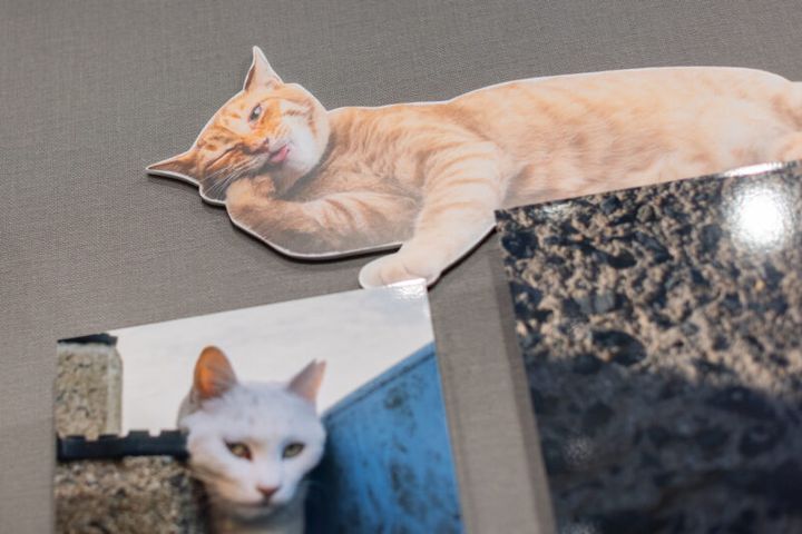 沖 昌之写真展「これネコ それネコ？」―にゃんだふるな日常―