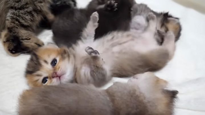 起きない子猫達