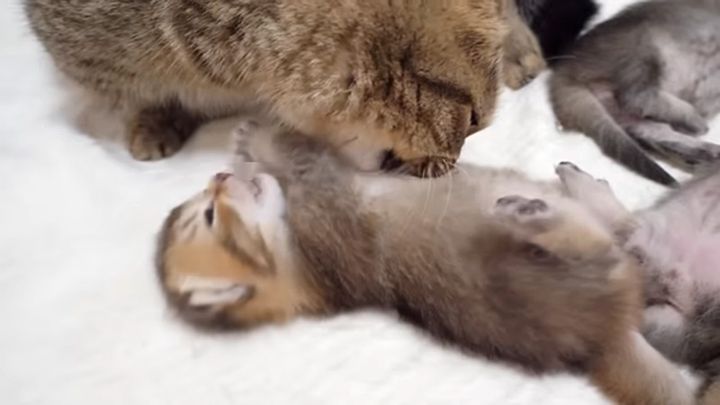 子猫達を起こす母猫