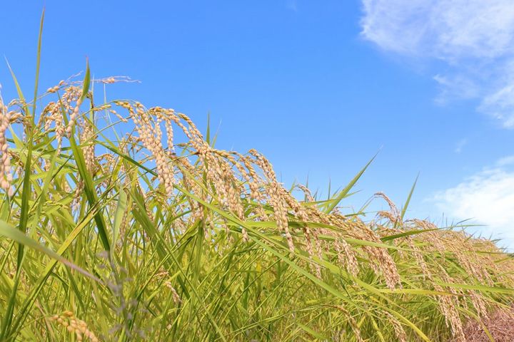 稲