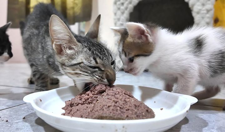 ご飯を食べる母猫