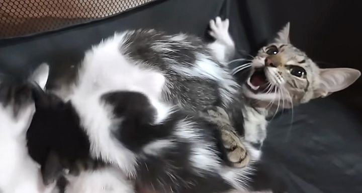 ガリガリの母猫