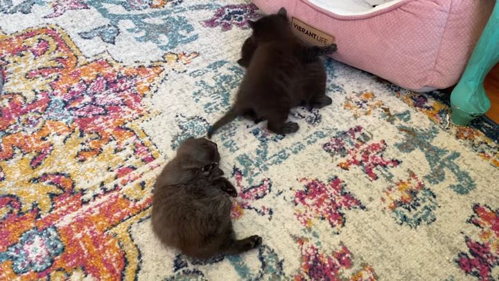 思い思いにじゃれて戦う黒猫3匹、1匹だけは夢中で戦い