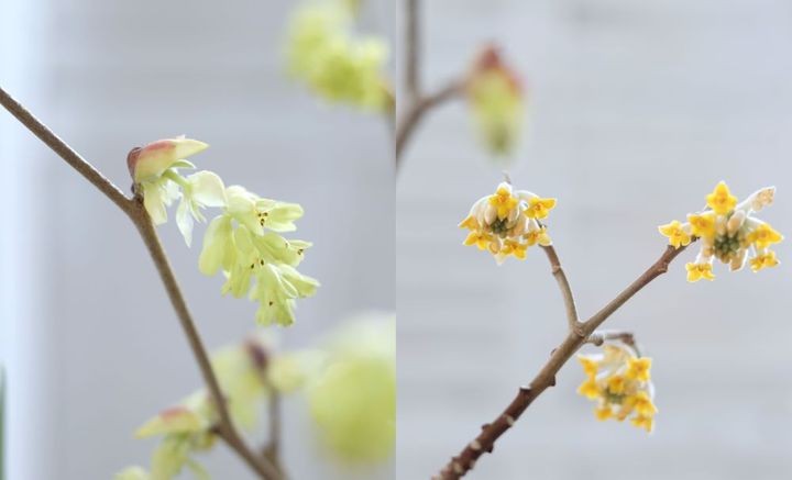 トサミズキとミツマタ