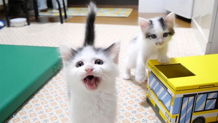 ご飯が食べたい子猫