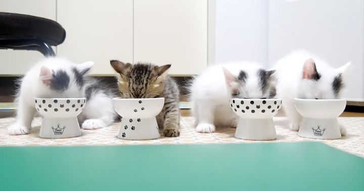 ご飯を食べる子猫達
