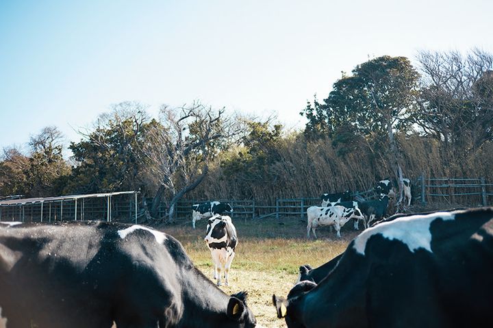大島空港から近い北西部にある「大島牛乳」の牧場
