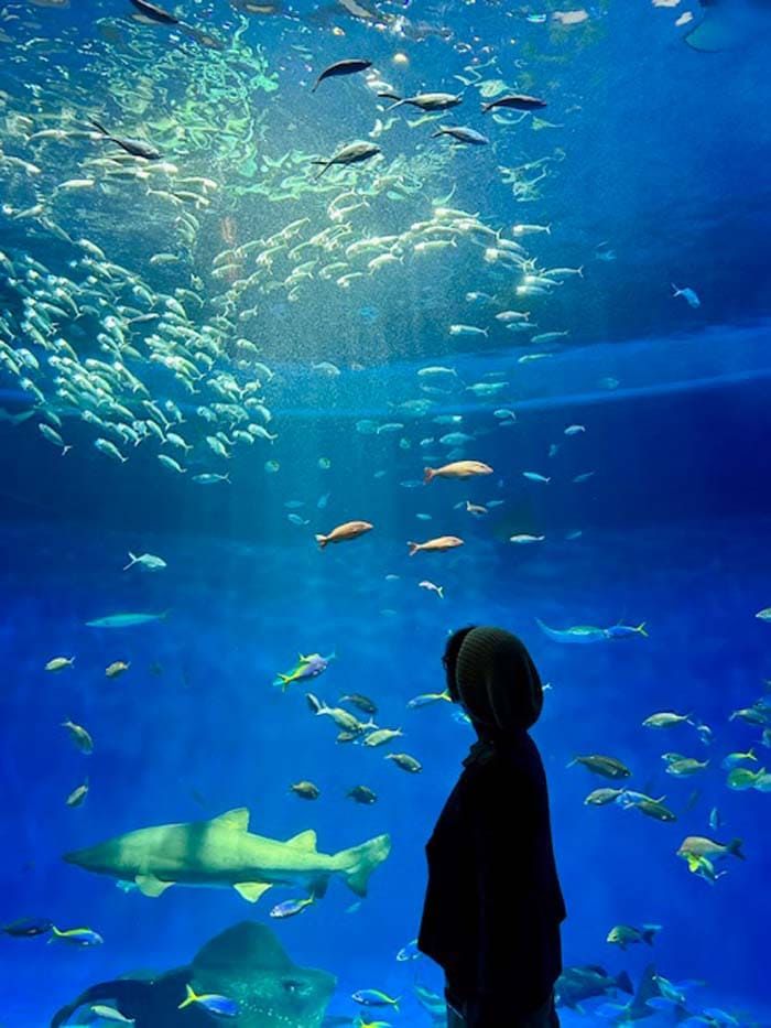 水槽と松本さん