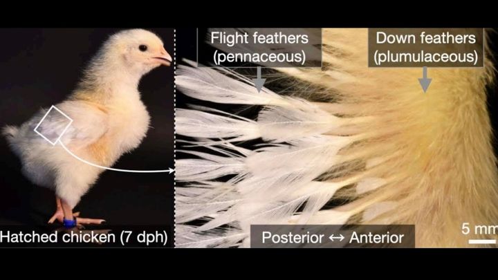 現代ニワトリに蘇る「恐竜の羽」――最先端実験が暴く進化の逆再生