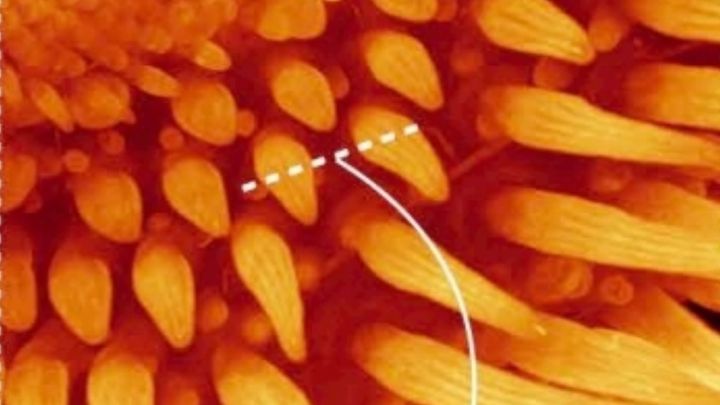 現代ニワトリに蘇る「恐竜の羽」――最先端実験が暴く進化の逆再生