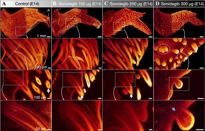 現代ニワトリに蘇る「恐竜の羽」――最先端実験が暴く進化の逆再生