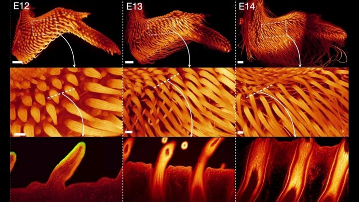 現代ニワトリに蘇る「恐竜の羽」――最先端実験が暴く進化の逆再生