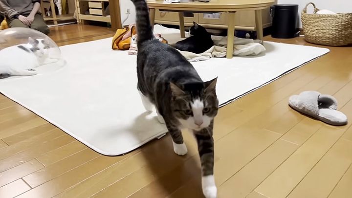 向かってくる猫
