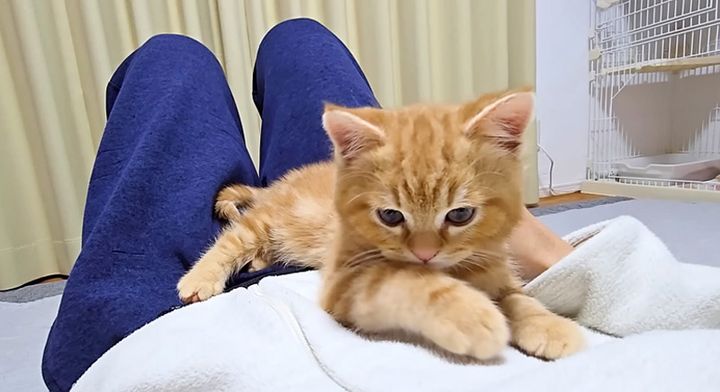 お腹の上でくつろぐ子猫