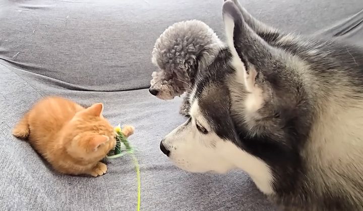 新入り子猫と先住犬達