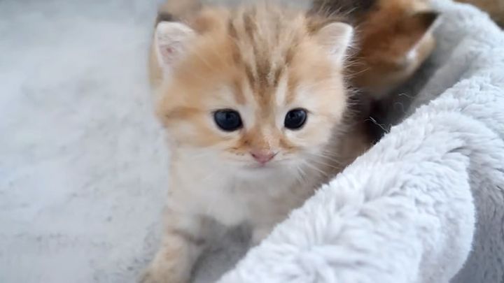 兄弟と一緒に過ごす子猫