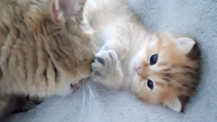 鉄壁のディフェンスを見せる子猫