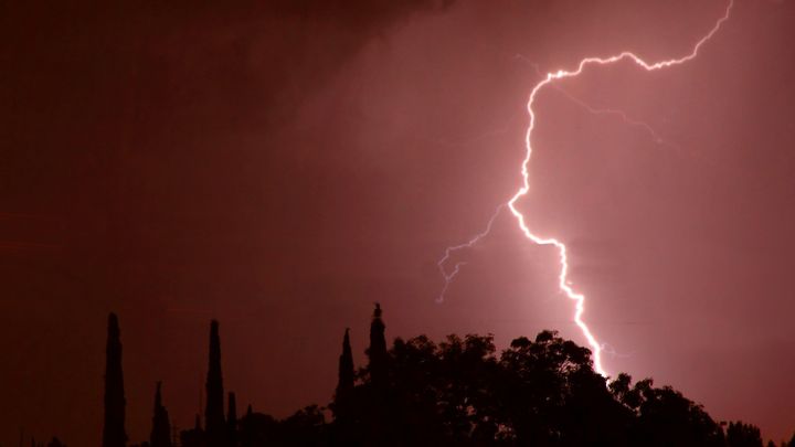 雷に打たれると元気になる木が存在する