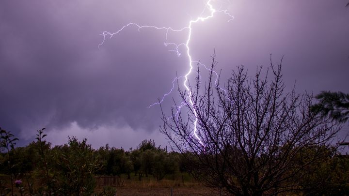 雷に打たれると元気になる木が存在する
