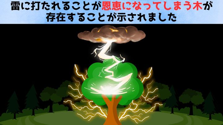 雷に打たれることが恩恵になる木が存在する