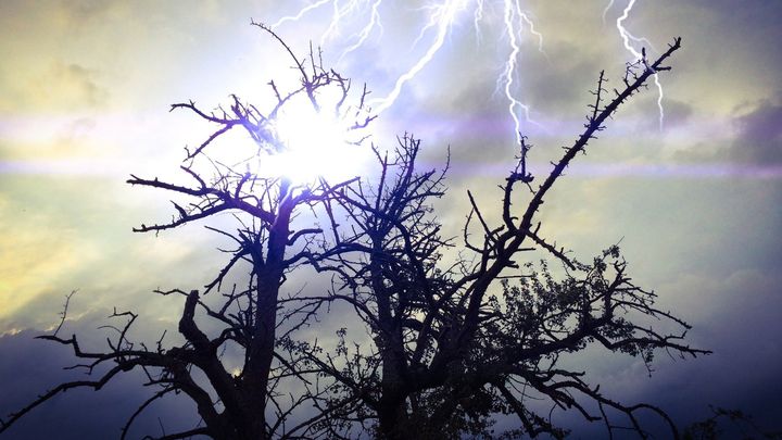 雷に打たれると元気になる木が存在する
