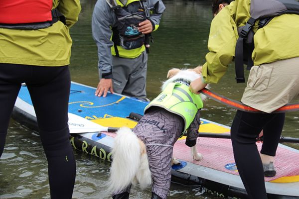 知らないと損！愛犬と一緒にアウトドアを楽しむためのテクニックとは？