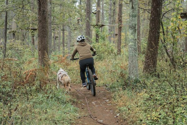 知らないと損！愛犬と一緒にアウトドアを楽しむためのテクニックとは？