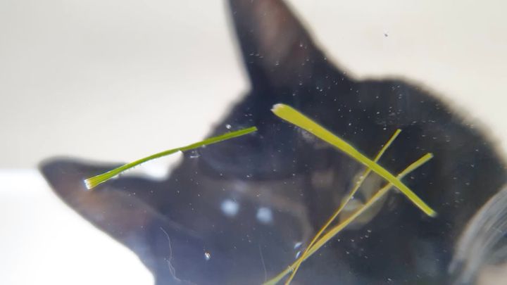金魚鉢に猫草散らして下からのぞく、猫の食べ方観察動画に