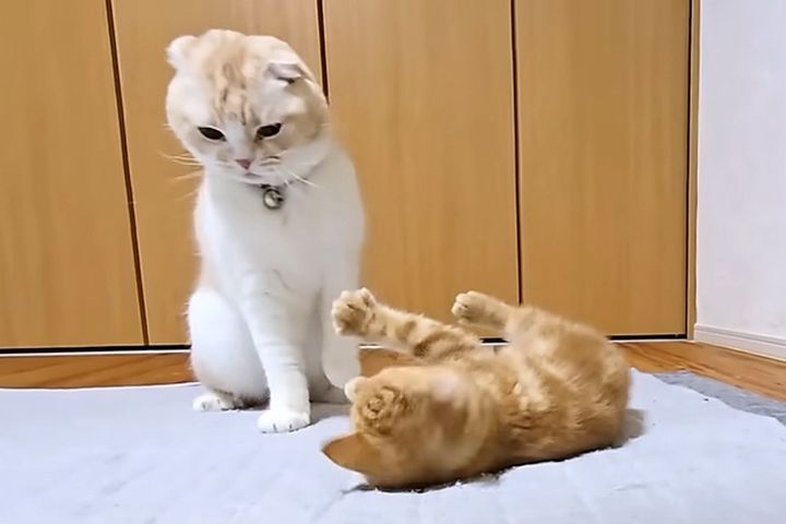 返り討ちにあった子猫