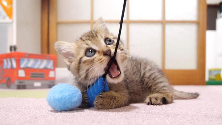 ビックリする子猫