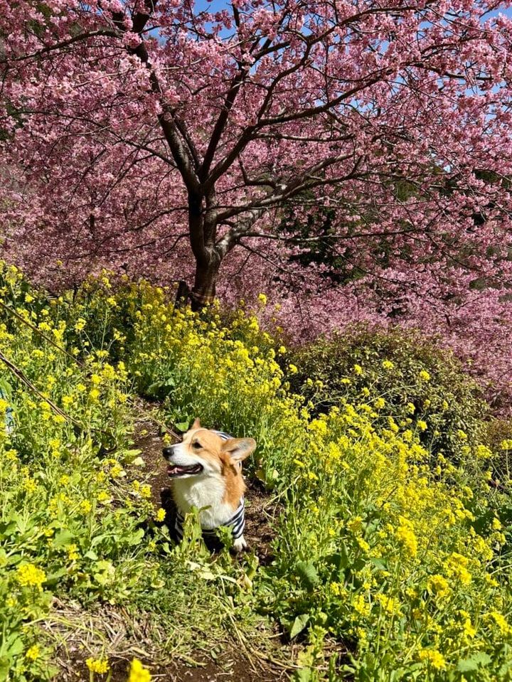 あぐりパーク嵯峨山苑