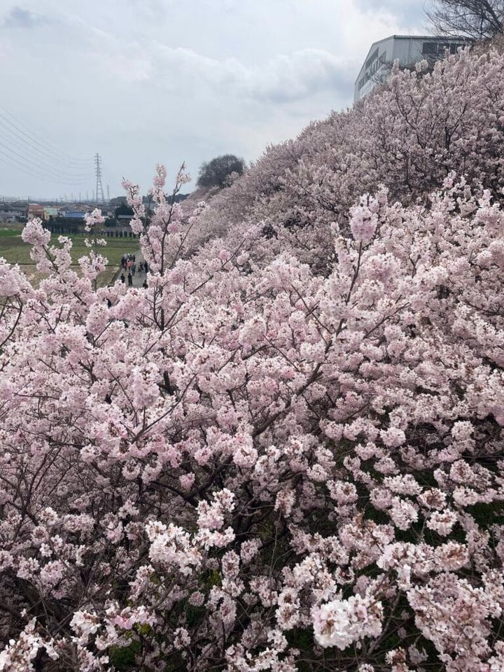 南足柄市の春めき桜
