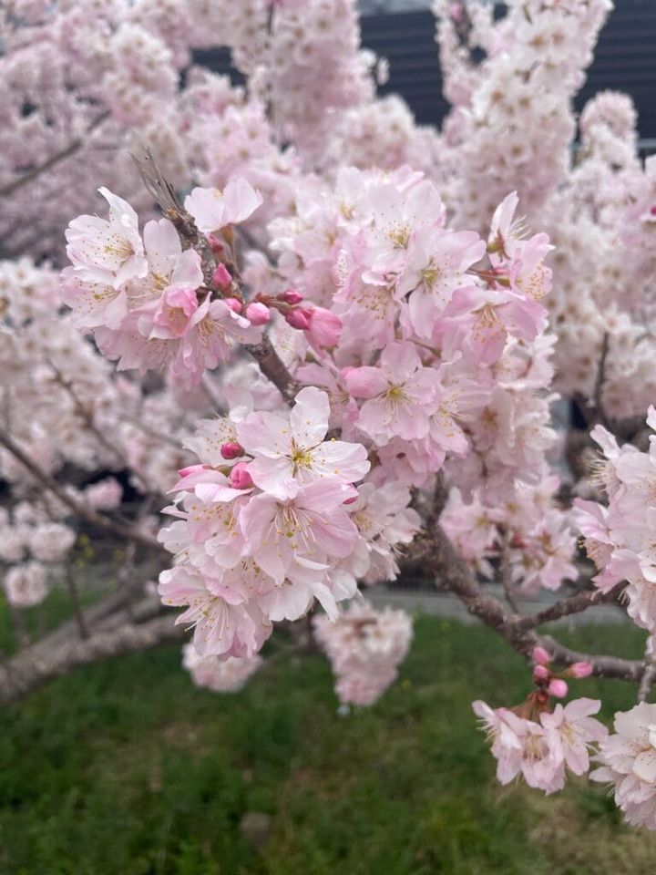 南足柄市の春めき桜