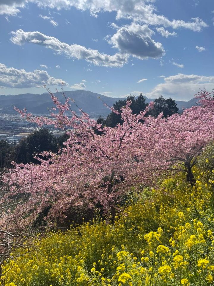 あぐりパーク嵯峨山苑