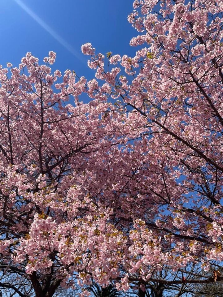 早咲きの河津桜