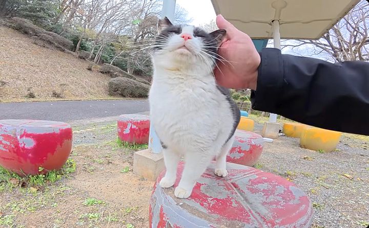 撫でられる猫