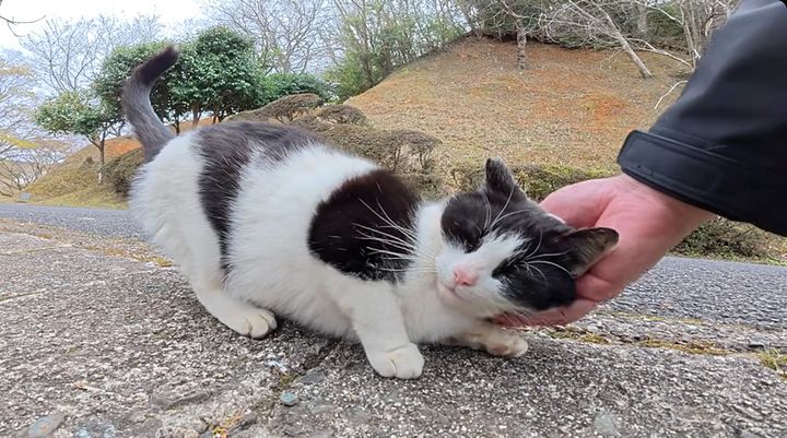 撫でられる猫