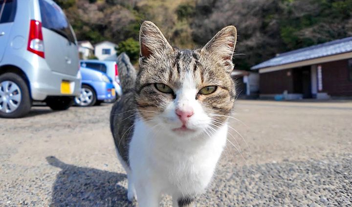 挨拶してくる猫