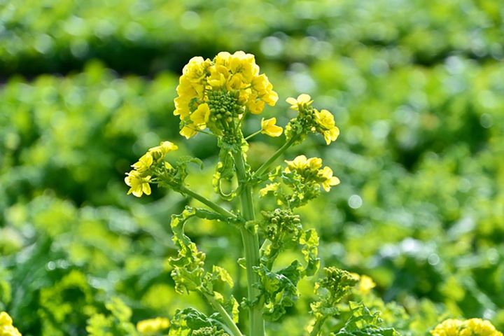 春の風物詩「菜の花」